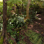 Kona Cloud Forest Guided Walking Tours